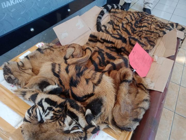 Setop Perburuan Liar! KSKP Bakauheni: Gagalkan Penyelundupan Kulit dan Organ Tubuh Harimau Sumatera